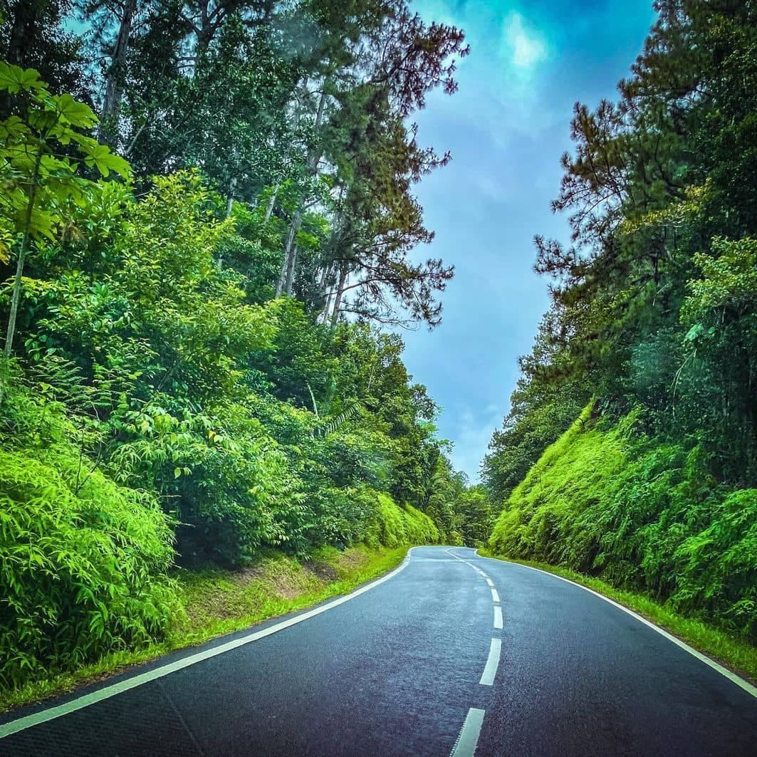 Route bordée de forêt tropicale dense traversant les hauteurs de la Basse-Terre