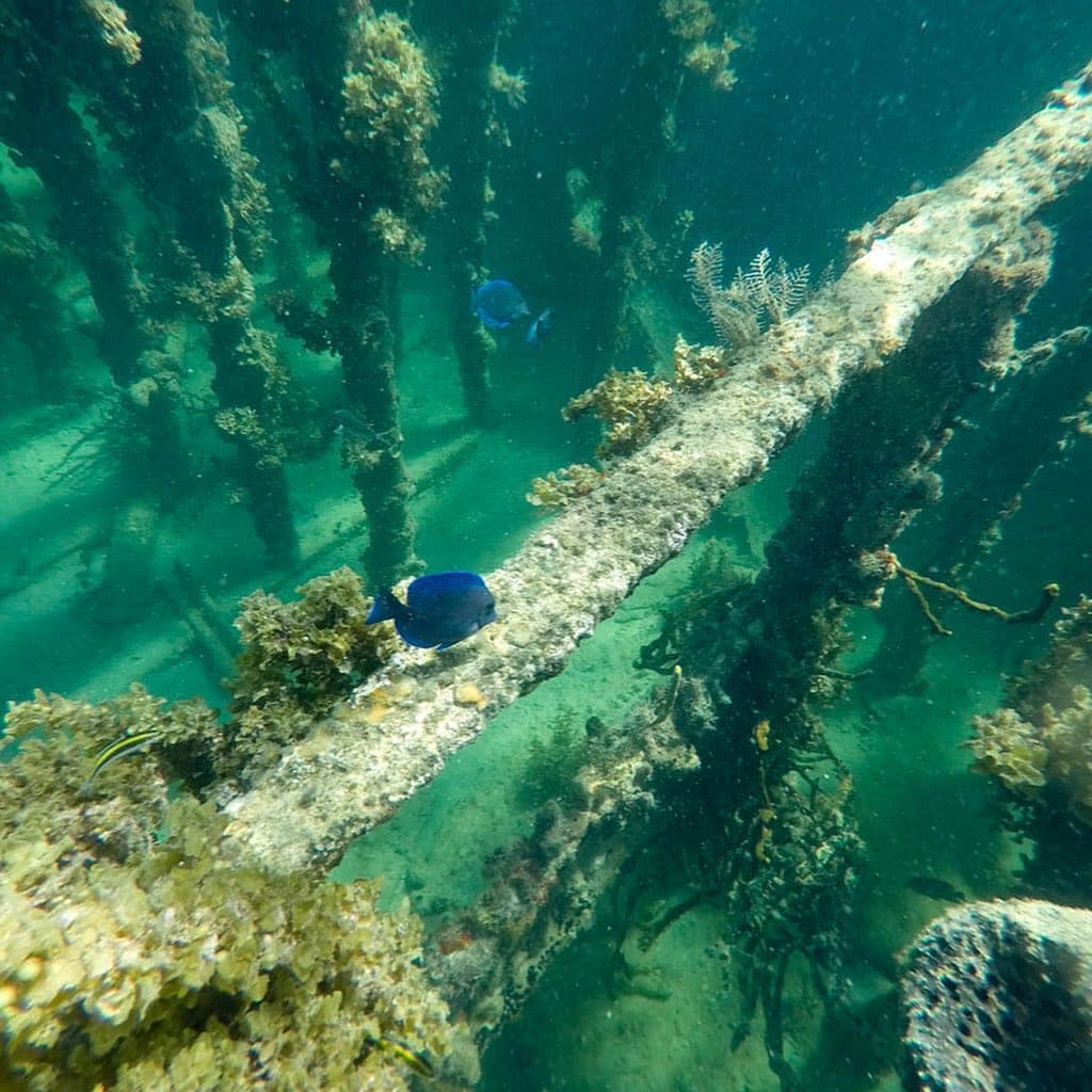 Poissons bleus au-dessus d’une épave colonisée par les coraux