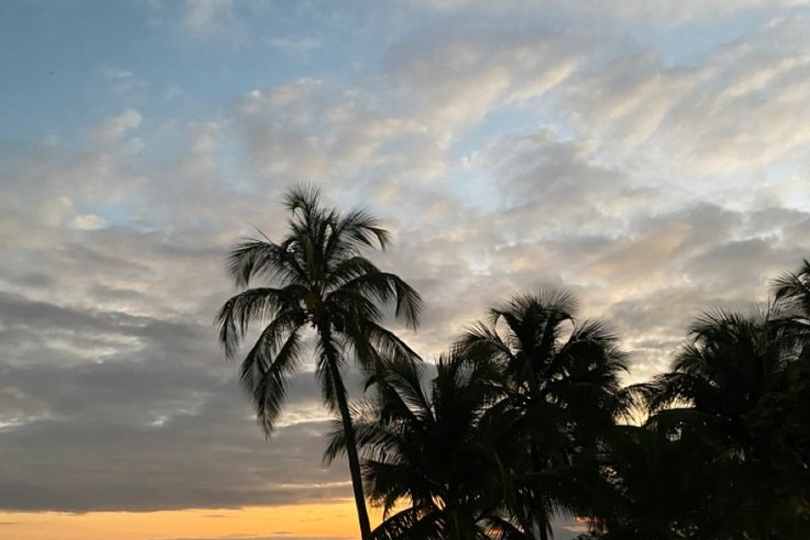 Cocotiers en contre-jour sur un ciel de fin de journée